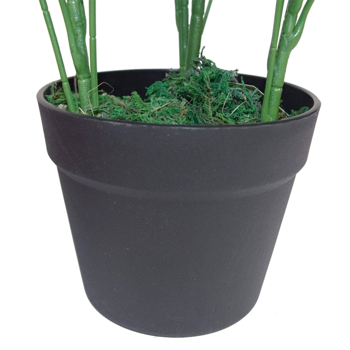Black pot with green plants on a white background
