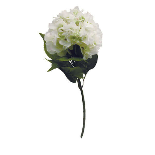 Hydrangea - Cream