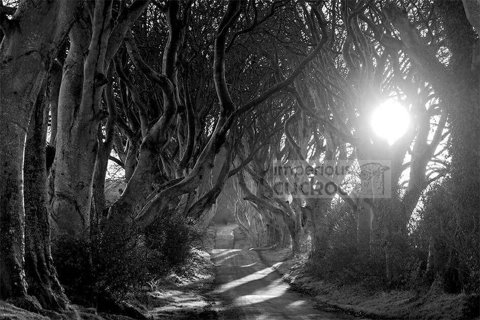 Dark Hedges Sunrise