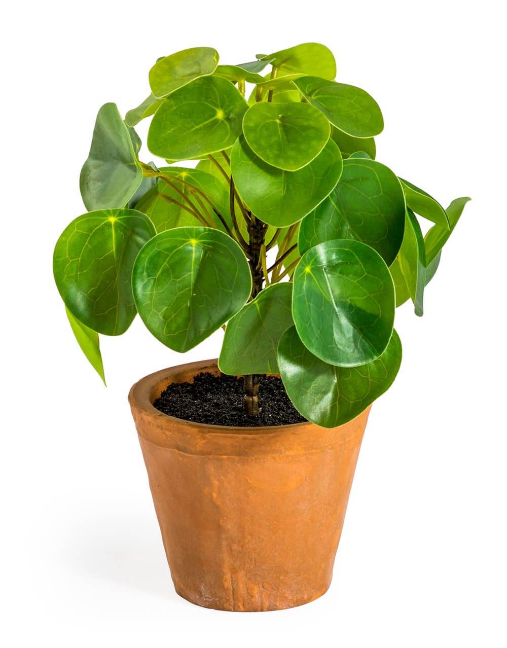 Ornamental Money Plant in a Terracotta Pot