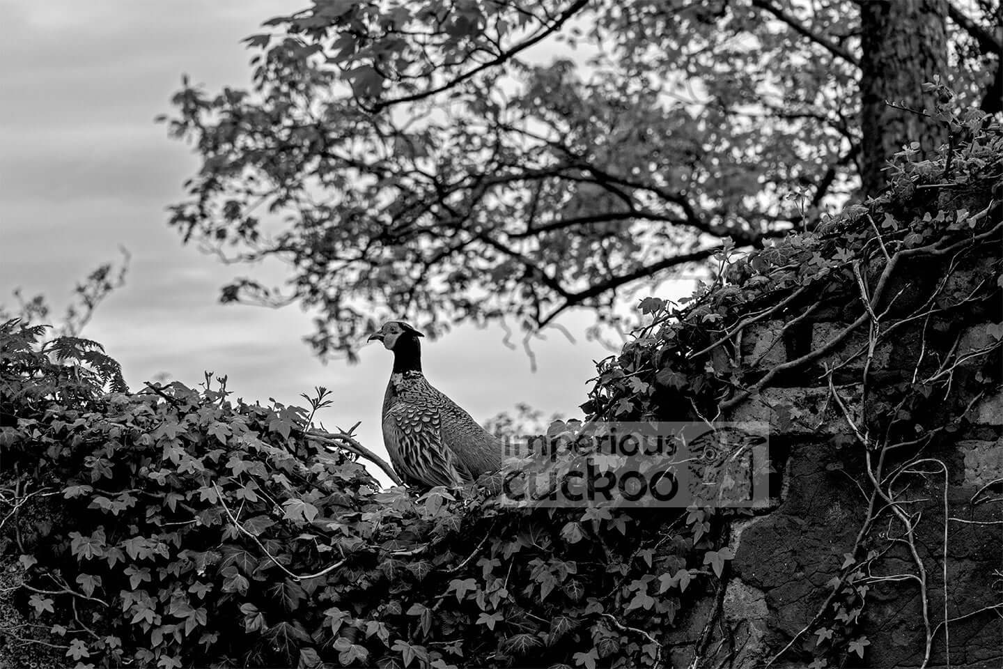 Pleasant Pheasant