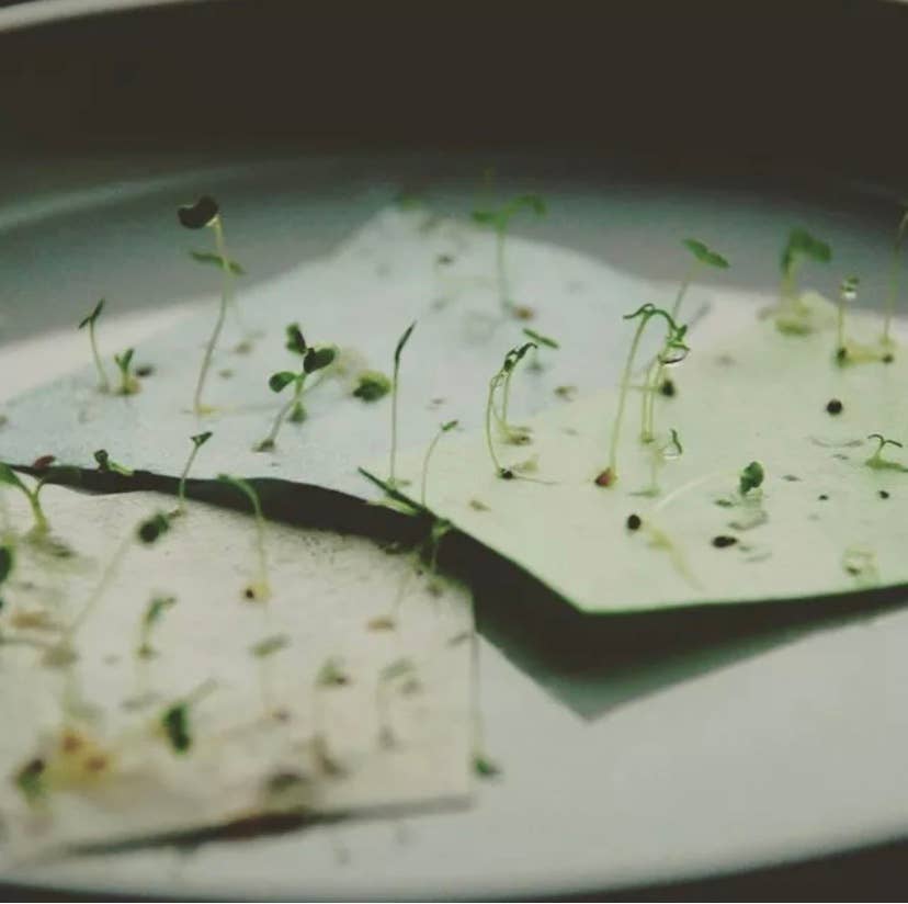 Seed sprouting from plantable paper