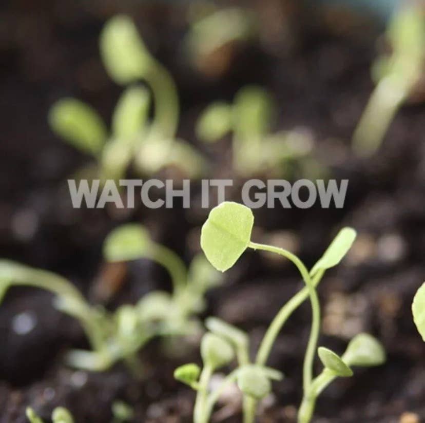 Sprouting seeds with words 'Watch it grow'
