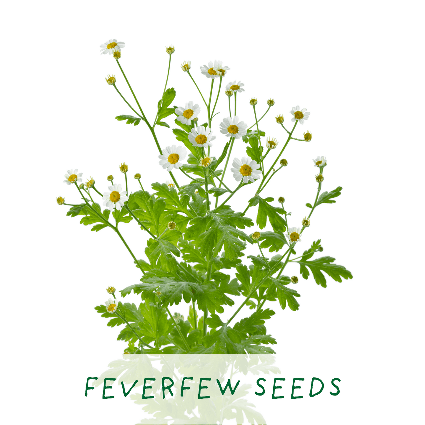 For the Best Mum. Herbal Tea Grow Your Own Kit