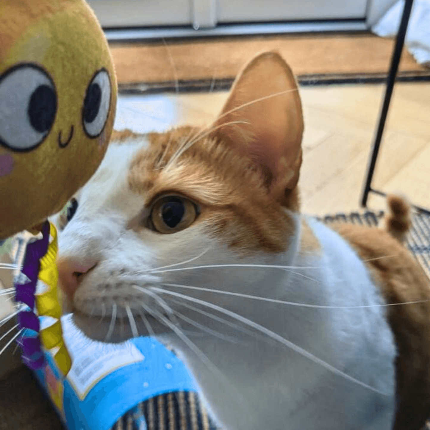 Feathery Plush Sun Cat Teaser