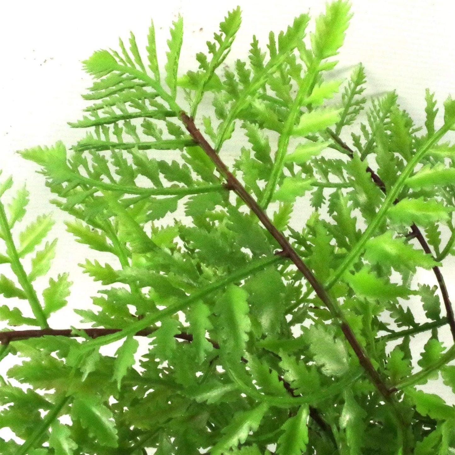 An artificial fern plant in pot
