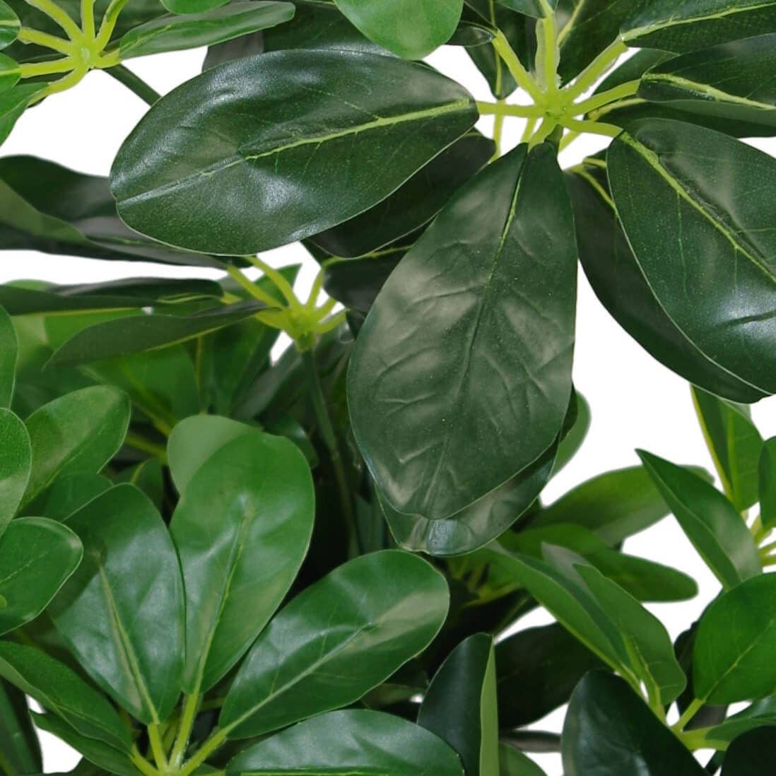 Close-up of green leaves with a white background