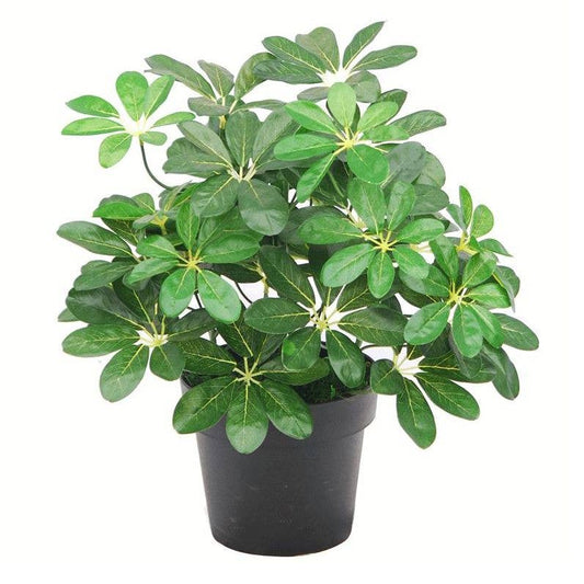 Potted plant with green leaves on a white background