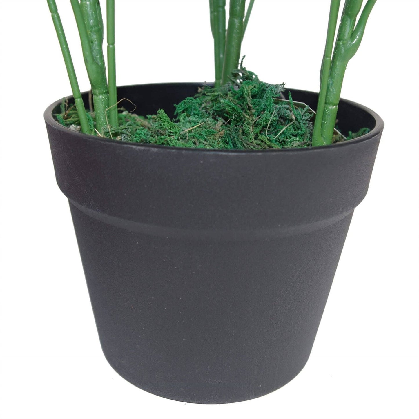 Black pot with green plants on a white background