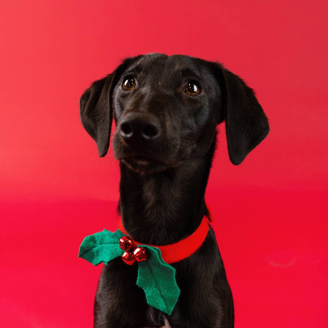 Black dog wearing a red collar with green holly leaves and red berries against a red background