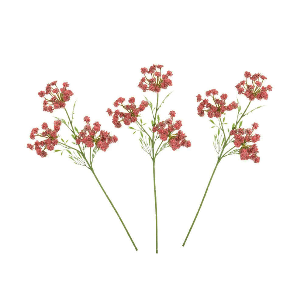 Cow parsley flower stems with small pinkish-red blossoms and green stems, arranged side by side on a plain white background