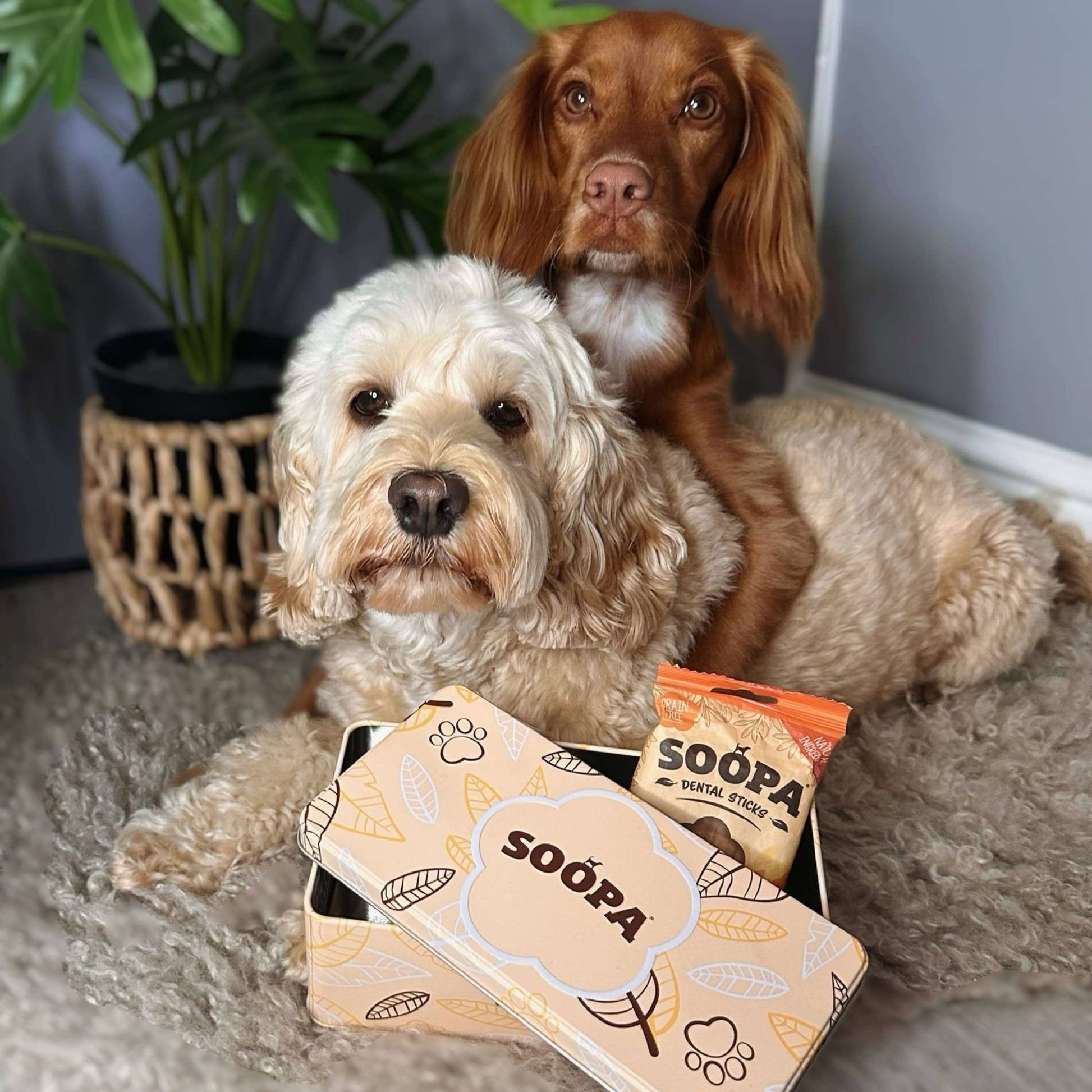 Two dogs sitting on a carpet with SOOPA pet treats packaging in front of them.