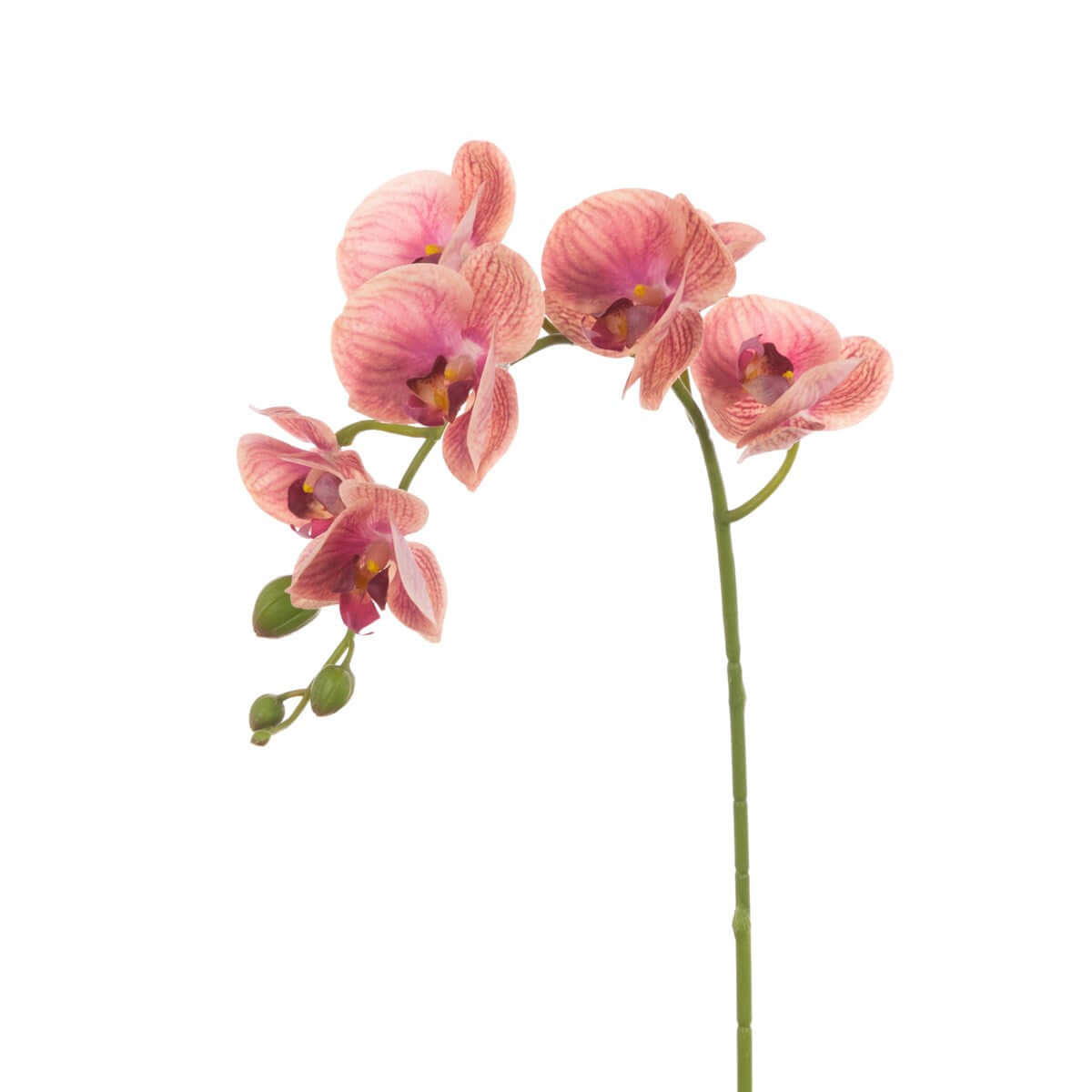 A single pink Phalaenopsis orchid stem with several blossoms on a plain white background.