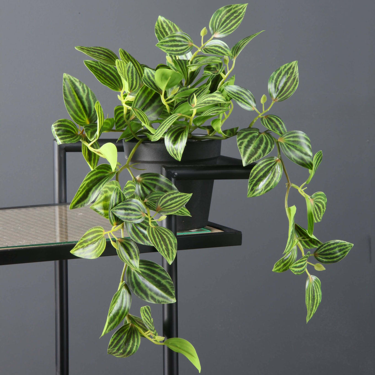 A potted trailing houseplant with green leaves featuring prominent white stripes, displayed on a black metal shelf against a dark gray background.