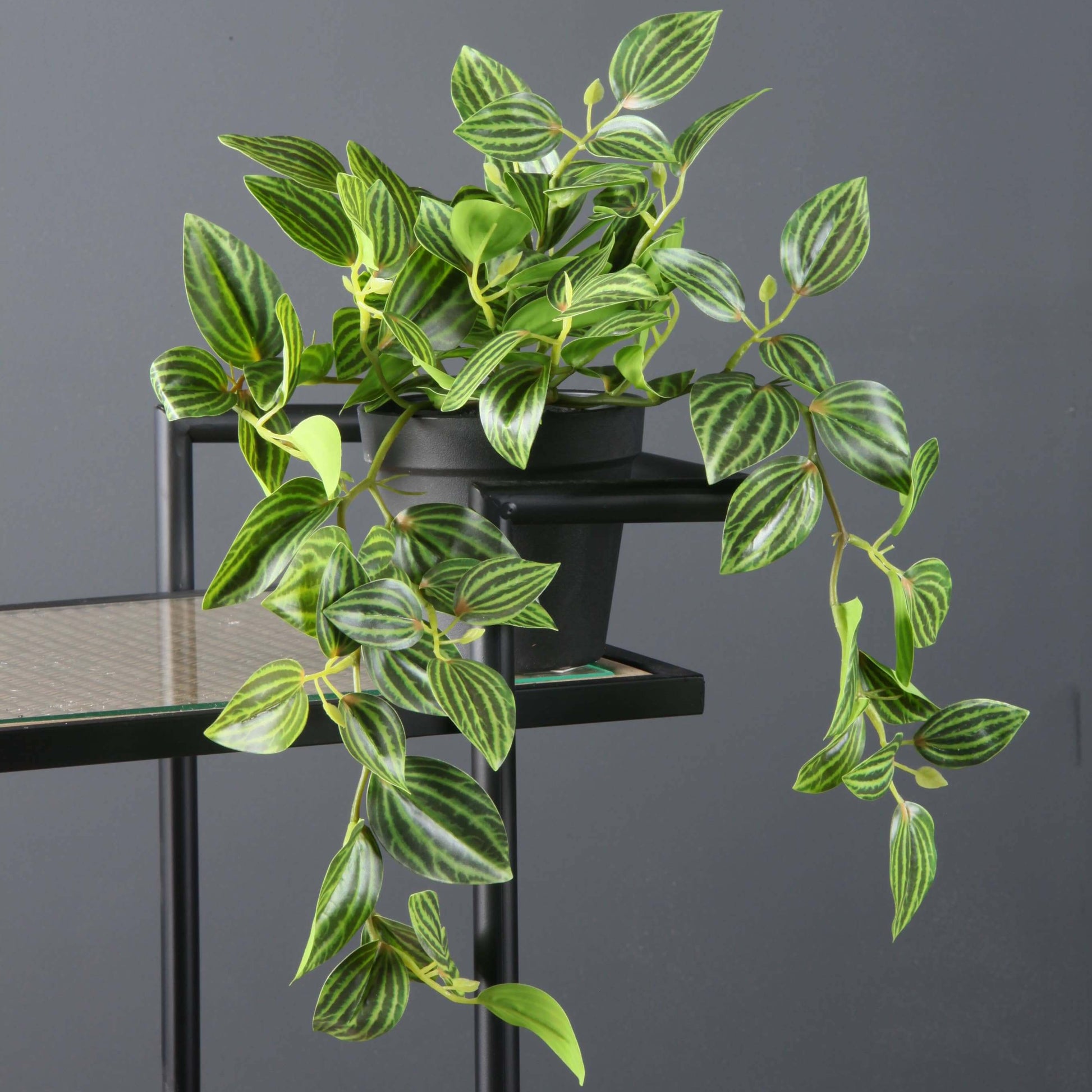 A potted trailing houseplant with green leaves featuring prominent white stripes, displayed on a black metal shelf against a dark gray background.