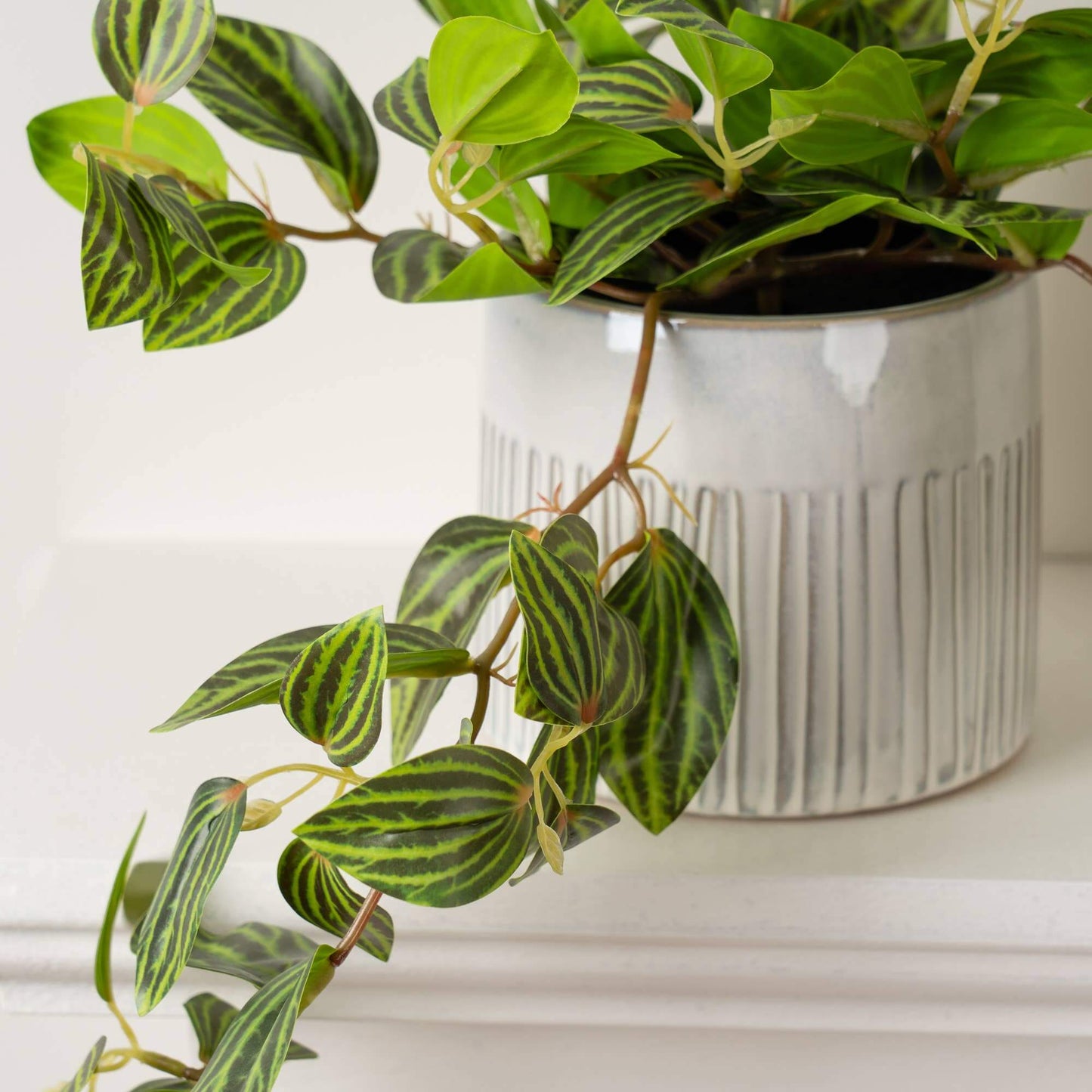 A trailing houseplant with green leaves featuring bold dark green stripes, potted in a textured white ceramic pot on a white surface.