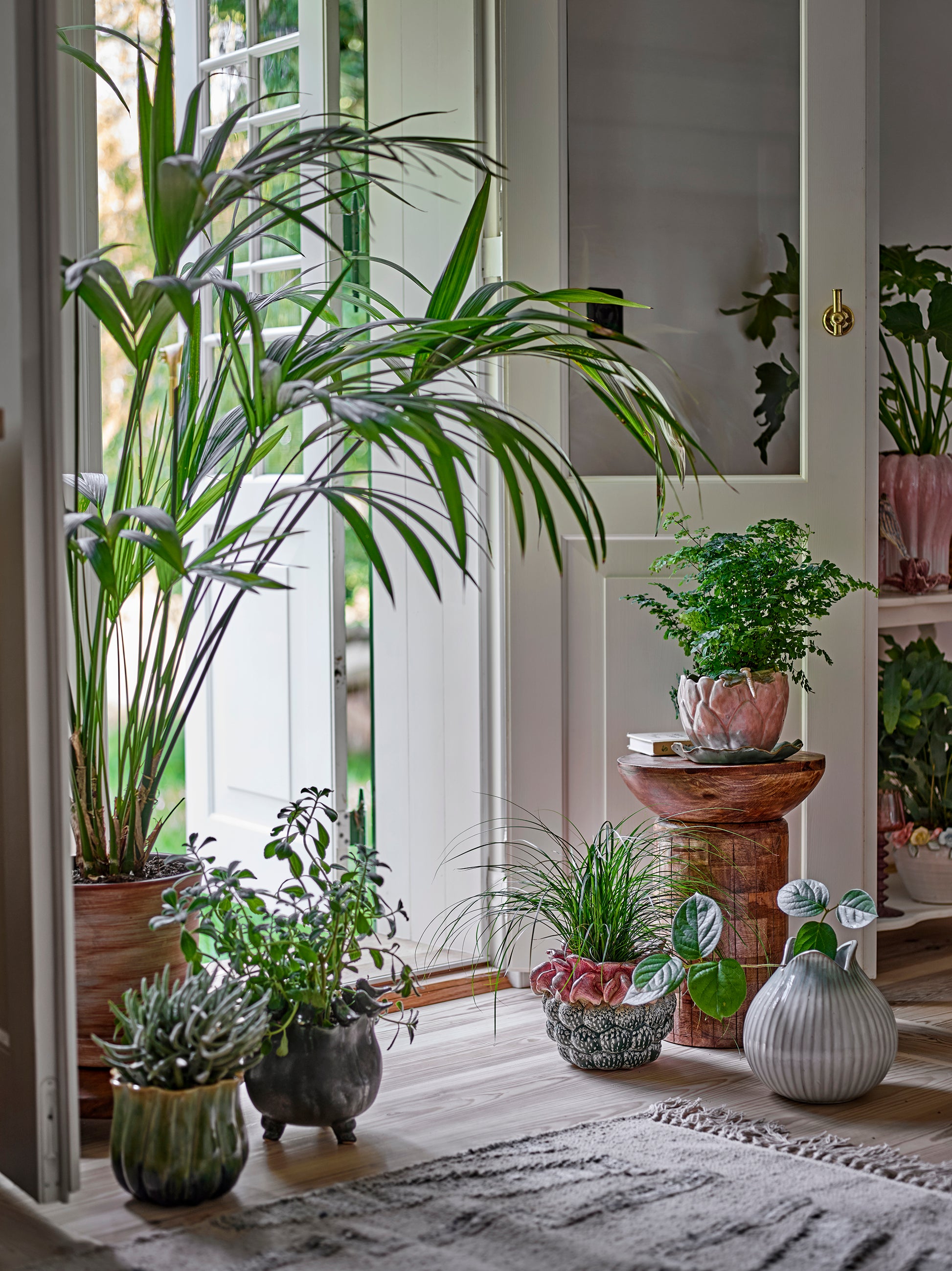 Indoor setting with various potted plants on a wooden floor.