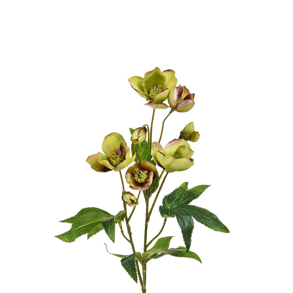 Helleborus stem 55 cm Green Burgundy