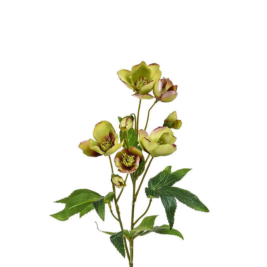 Helleborus stem 55 cm Green Burgundy