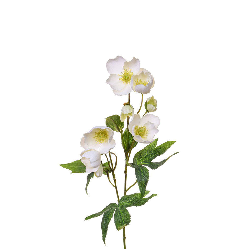 Helleborus stem 55 cm White
