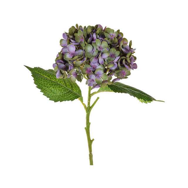 Hydrangea - Antique Green Purple