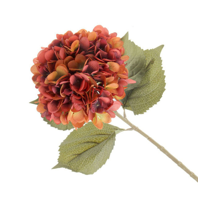 Hydrangea Burnt orange