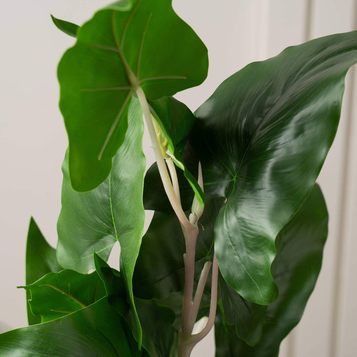 A close-up of a green houseplant with large glossy tropical leaves and pale pinkish stems against a soft off-white background.