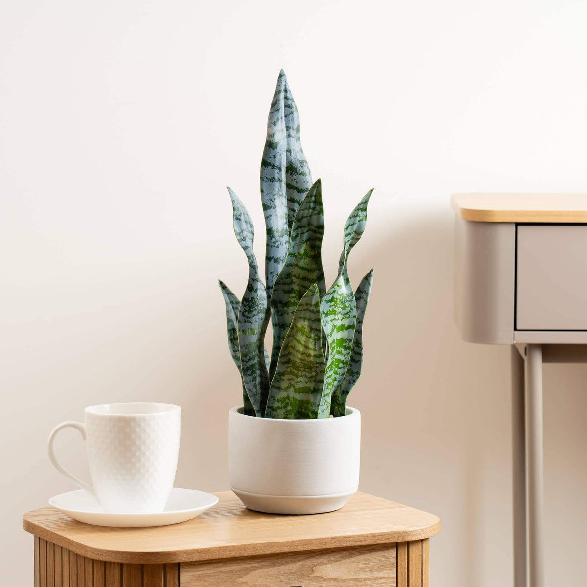 A potted snake plant in a white ceramic pot sits on a light wood side table next to a white textured ceramic mug, set against a warm beige wall.