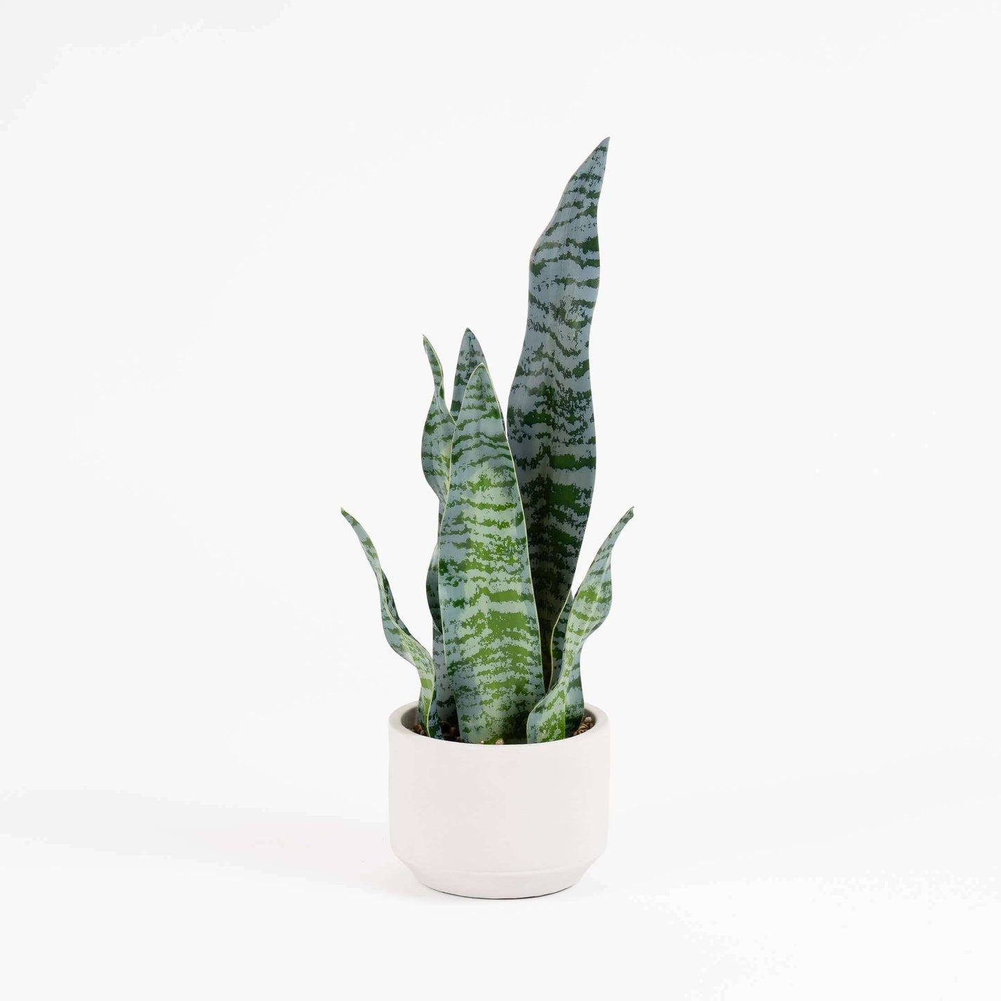 A snake plant with upright, sword-like green leaves featuring light blue-gray horizontal stripes, potted in a minimalist white ceramic pot against a clean white background.