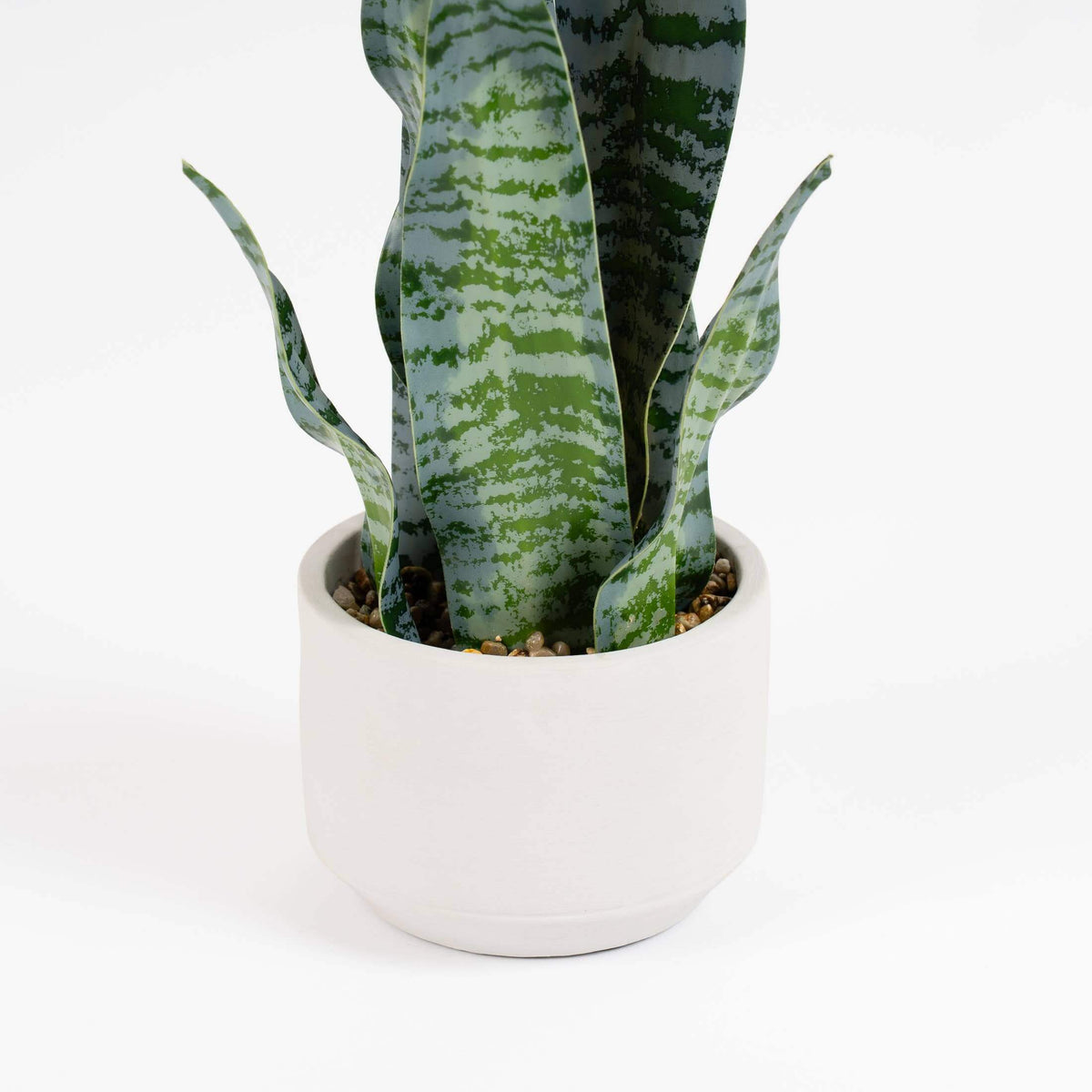A snake plant with upright, sword-like green leaves featuring light gray horizontal stripes, potted in a simple white ceramic pot on a clean white background.