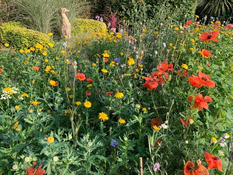 A scene of wildflowers